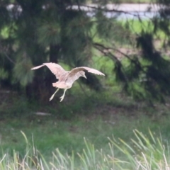 Nycticorax caledonicus at Isabella Pond - 29 Dec 2023