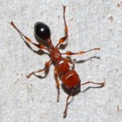 Podomyrma gratiosa (Muscleman tree ant) at Capalaba, QLD - 29 Dec 2023 by TimL