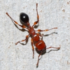 Podomyrma gratiosa at Capalaba, QLD - 29 Dec 2023 by TimL