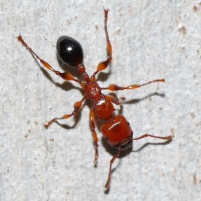 Podomyrma gratiosa (Muscleman tree ant) at Capalaba, QLD - 29 Dec 2023 by TimL