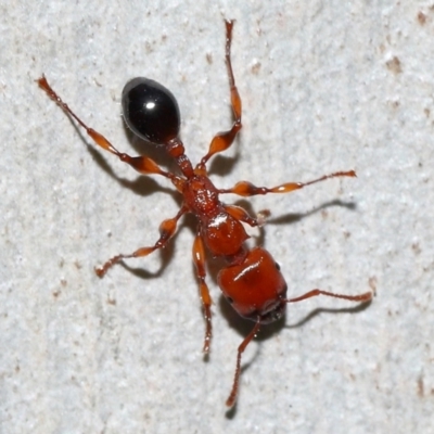 Podomyrma gratiosa at Capalaba, QLD - 29 Dec 2023 by TimL