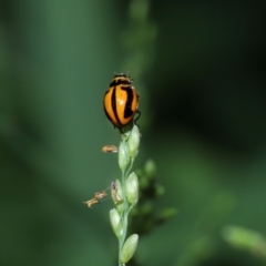 Micraspis frenata (Striped Ladybird) at Capalaba, QLD - 29 Dec 2023 by TimL