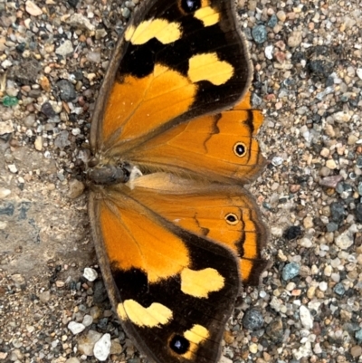 Heteronympha merope (Common Brown Butterfly) at Lake George, NSW - 28 Dec 2023 by JimL