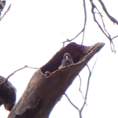 Callocephalon fimbriatum (identifiable birds) (Gang-gang Cockatoo (named birds)) at Mount Painter - 29 Dec 2023 by CathB