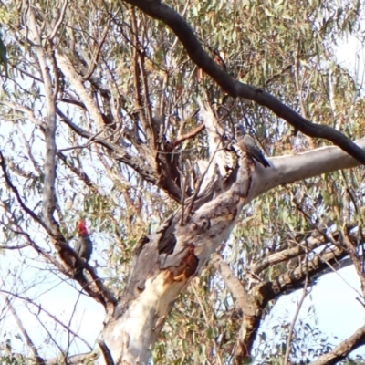 Callocephalon fimbriatum (Gang-gang Cockatoo) at Aranda Bushland - 28 Dec 2023 by CathB