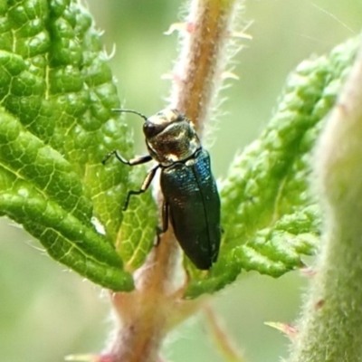 Aaaaba fossicollis (Raspberry jewel beetle) at Mount Painter - 29 Dec 2023 by CathB