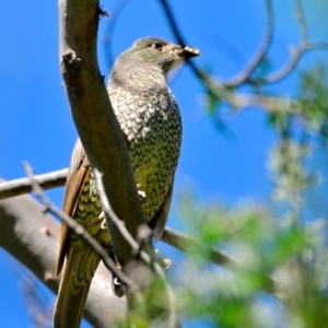 Ptilonorhynchus violaceus at Evatt, ACT - 30 Dec 2023