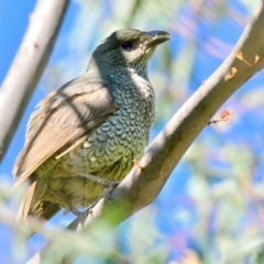 Ptilonorhynchus violaceus at Evatt, ACT - 30 Dec 2023 10:25 AM