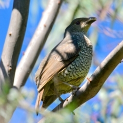 Ptilonorhynchus violaceus at Evatt, ACT - 30 Dec 2023