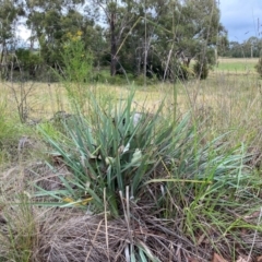 Dianella tarda (Late-flower Flax-lily) at Orange, NSW - 29 Dec 2023 by JT1997