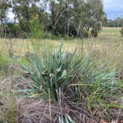 Unidentified Lily or Iris at Orange, NSW - 29 Dec 2023 by JT1997