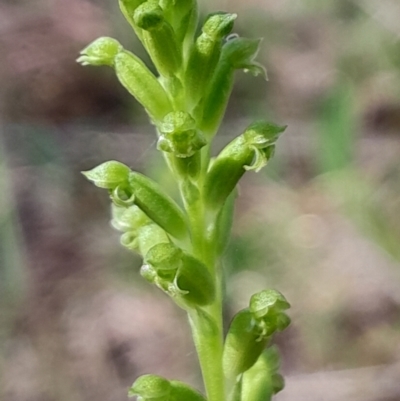 Microtis unifolia (Common Onion Orchid) at Tharwa, ACT - 17 Dec 2023 by Venture