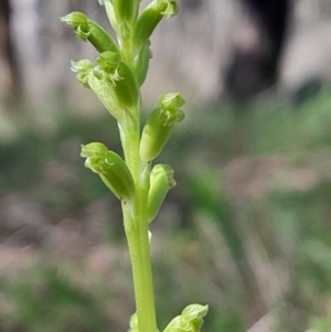 Microtis unifolia at Namadgi National Park - 17 Dec 2023