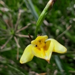 Diuris monticola (Highland Golden Moths) at Tharwa, ACT - 17 Dec 2023 by Venture