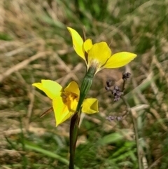 Diuris monticola (Highland Golden Moths) at Namadgi National Park - 17 Dec 2023 by Venture