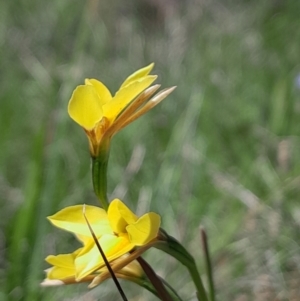 Diuris monticola at Namadgi National Park - 17 Dec 2023