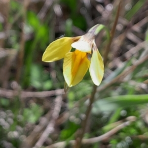 Diuris monticola at Namadgi National Park - suppressed