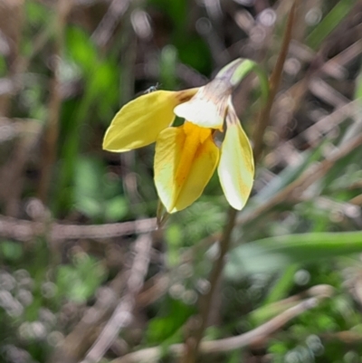 Diuris monticola (Highland Golden Moths) at Tharwa, ACT - 17 Dec 2023 by Venture