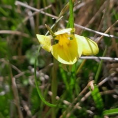 Diuris monticola (Highland Golden Moths) at Namadgi National Park - 17 Dec 2023 by Venture