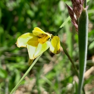 Diuris monticola at Namadgi National Park - suppressed