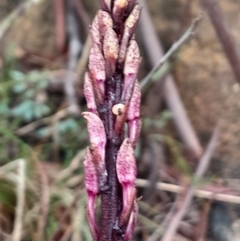 Dipodium roseum (Rosy Hyacinth Orchid) at Namadgi National Park - 3 Dec 2023 by Venture