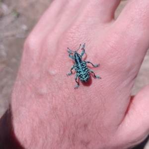 Chrysolopus spectabilis at Tarago, NSW - 30 Dec 2023