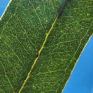 Eucalyptus blakelyi at Kingston, ACT - 30 Dec 2023