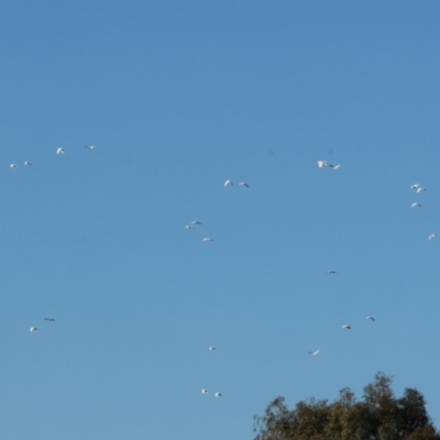 Cacatua sanguinea (Little Corella) at Albury - 29 Dec 2023 by KylieWaldon