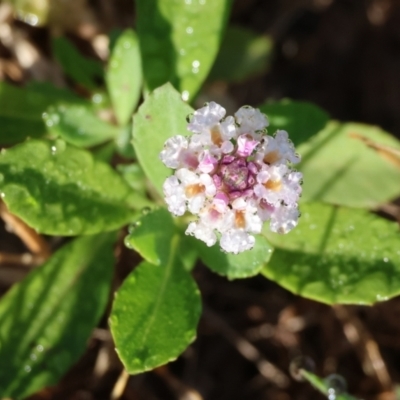 Phyla canescens (Lippia) at Table Top Reserve - 29 Dec 2023 by KylieWaldon