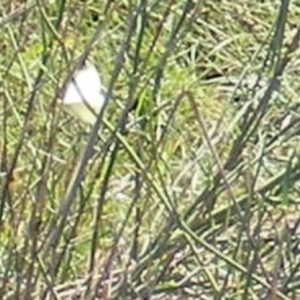 Pieris rapae at Mugga Mugga Grassland (MMW) - 30 Dec 2023 10:25 AM