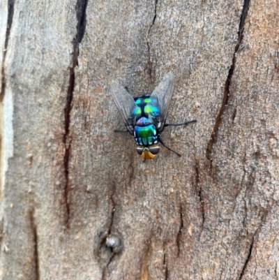 Unverified True fly (Diptera) at Hatton Vale, QLD - 30 Dec 2023 by simonstratford