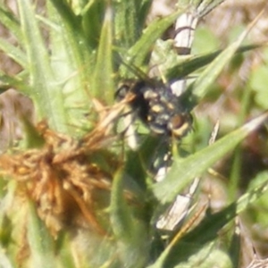 Oxysarcodexia varia at Mugga Mugga Grassland (MMW) - 30 Dec 2023 10:04 AM