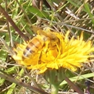 Apis mellifera at Mugga Mugga Grassland (MMW) - 30 Dec 2023