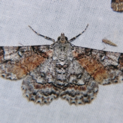 Cleora illustraria (A Geometer moth) at Sheldon, QLD - 29 Dec 2007 by PJH123