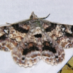 Cleora illustraria (A Geometer moth) at Sheldon, QLD - 29 Dec 2007 by PJH123