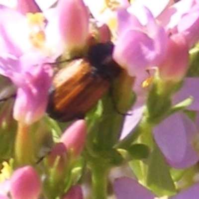 Phyllotocus navicularis (Nectar scarab) at Mugga Mugga Grassland (MMW) - 30 Jan 2023 by MichaelMulvaney