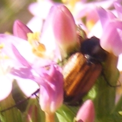 Phyllotocus navicularis at Mugga Mugga Grassland (MMW) - 30 Jan 2023 10:07 PM