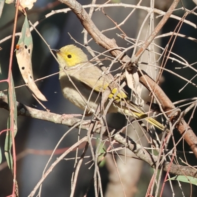 Ptilotula penicillata (White-plumed Honeyeater) at Table Top Reserve - 29 Dec 2023 by KylieWaldon