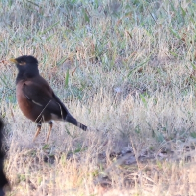 Acridotheres tristis (Common Myna) at Albury - 29 Dec 2023 by KylieWaldon