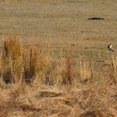 Vanellus miles (Masked Lapwing) at Table Top, NSW - 30 Dec 2023 by KylieWaldon