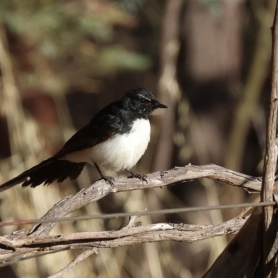 Rhipidura leucophrys (Willie Wagtail) at Table Top Reserve - 29 Dec 2023 by KylieWaldon