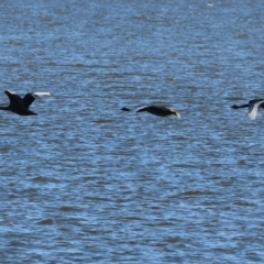 Cygnus atratus (Black Swan) at Albury - 29 Dec 2023 by KylieWaldon