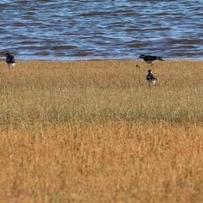 Grallina cyanoleuca (Magpie-lark) at Table Top, NSW - 29 Dec 2023 by KylieWaldon