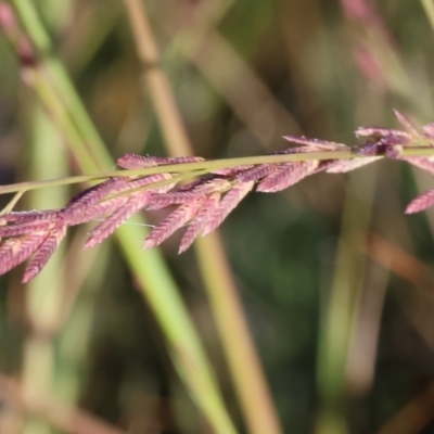 Eragrostis elongata (Clustered Lovegrass) at Albury - 30 Dec 2023 by KylieWaldon