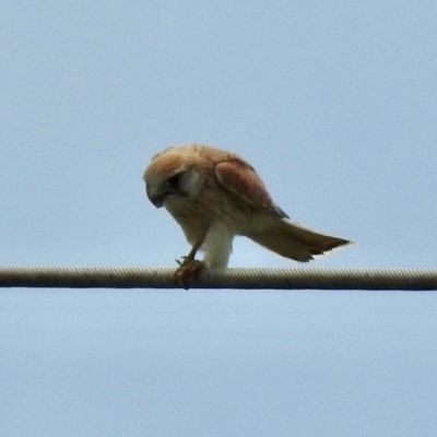 Falco cenchroides (Nankeen Kestrel) at Wingello, NSW - 27 Dec 2023 by GlossyGal