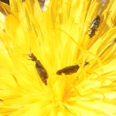 Dasytinae (subfamily) (Soft-winged flower beetle) at Symonston, ACT - 29 Dec 2023 by MichaelMulvaney