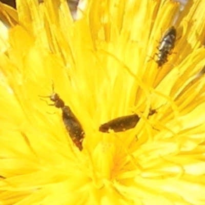 Dasytinae (subfamily) (Soft-winged flower beetle) at Symonston, ACT - 29 Dec 2023 by MichaelMulvaney