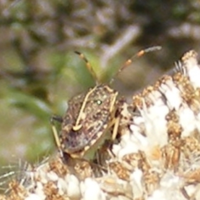 Oncocoris geniculatus (A shield bug) at Tuggeranong Hill - 30 Dec 2023 by MichaelMulvaney