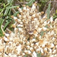 Oncocoris geniculatus at Tuggeranong Hill NR  (TGH) - 30 Dec 2023