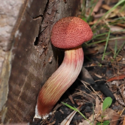 Unidentified Bolete - Fleshy texture, stem central (more-or-less) at Capalaba, QLD - 29 Dec 2023 by TimL